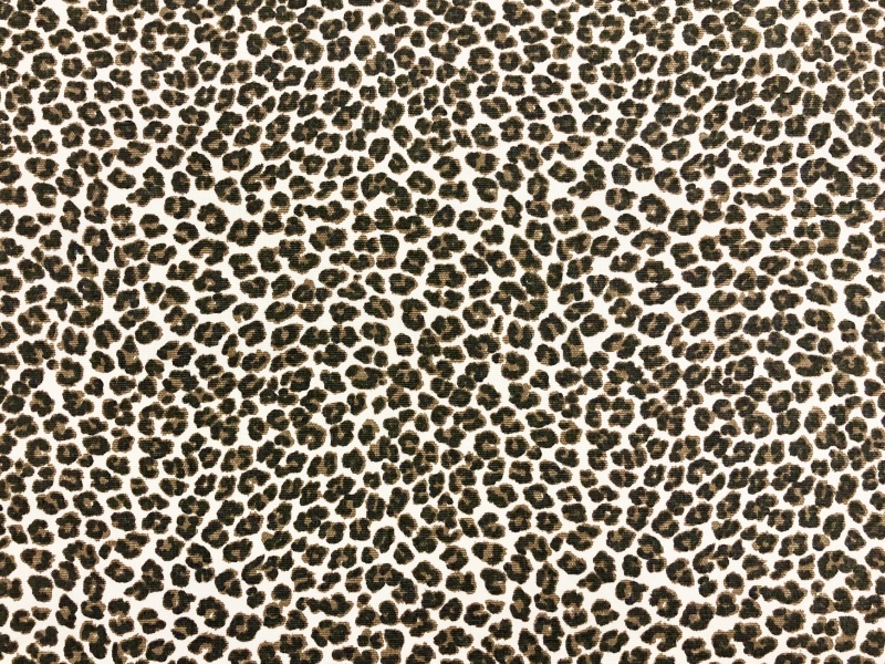 Small Leopard1